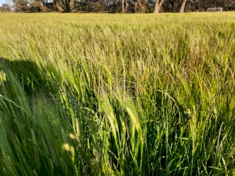 40mt Barley Rye Hay 8x4x3 Bales