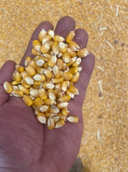 100mt Prime Maize