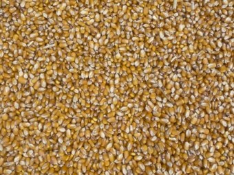 100mt Prime Maize
