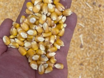 100mt Prime Maize