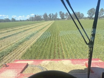 140mt Wheaten Hay 550kg 8x4x4 Bales