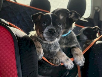 Pure Bred Blue Heeler Pups (1 left available)