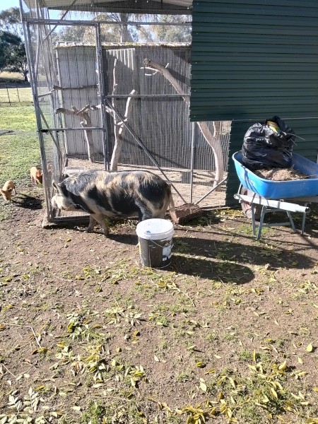 Miniature pigs