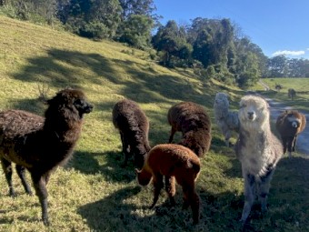 7 x Alpacas for Sale
