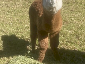 7 x Alpacas for Sale