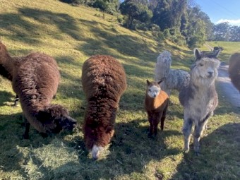 7 x Alpacas for Sale