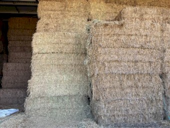 325mt Wheaten Hay 8x4x3 Bales