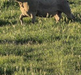 30 x Allandale Charollais Rams 12 to 15 month s old