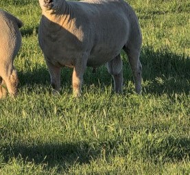 30 x Allandale Charollais Rams 12 to 15 month s old