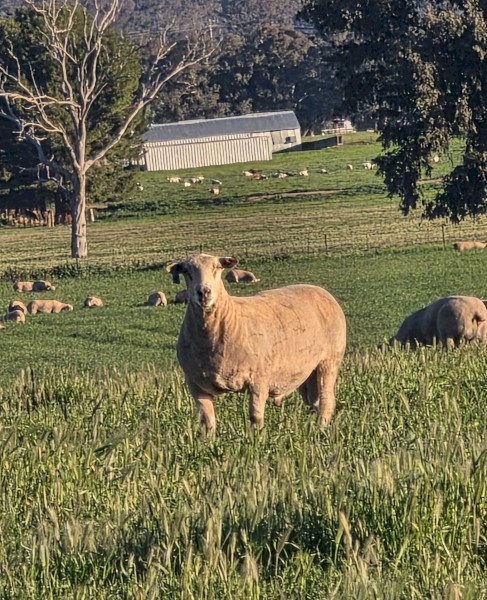 30 x Allandale Charollais Rams 12 to 15 month s old