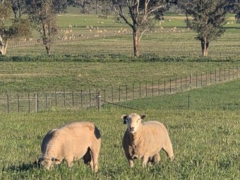 30 x Allandale Charollais Rams 12 to 15 month s old