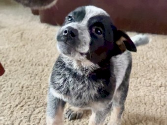 Pure Bred Blue Heeler Pups (1 left available)