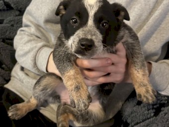 Pure Bred Blue Heeler Pups (1 left available)