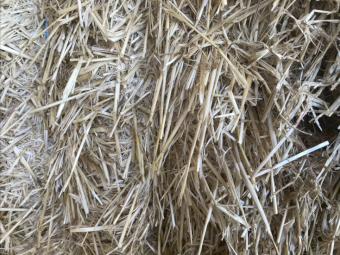 Barley Straw 8x4x3 Bales