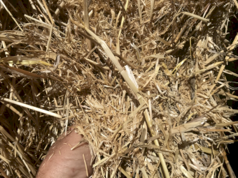 Barley Straw 8x4x3 Bales