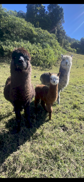 7 x Alpacas for Sale