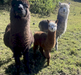 7 x Alpacas for Sale