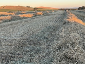 500mt Barley Hay 8x4x3 Bales