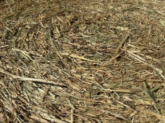 Freshly baled Soft Shedded Beardless Barley 4x4