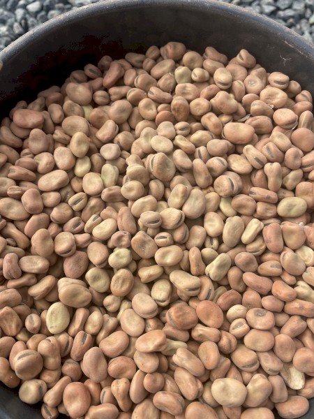 200mt Faba Beans