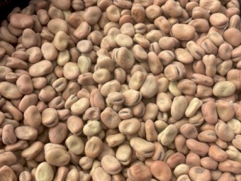 200mt Faba Beans