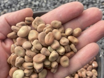 200mt Faba Beans