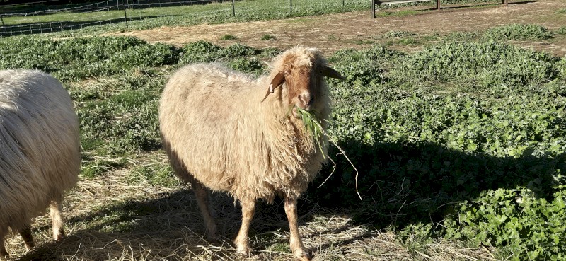Awassi Ewes x 20