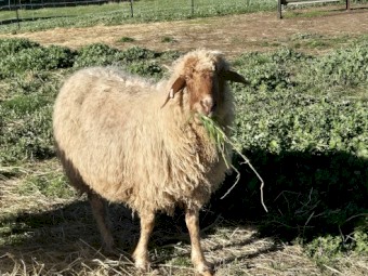 Awassi Ewes x 20
