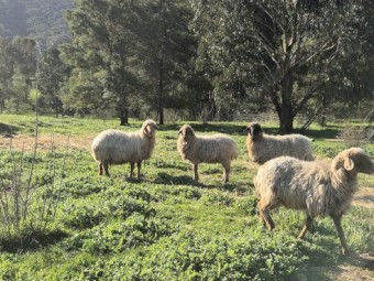 Awassi Ewes x 20