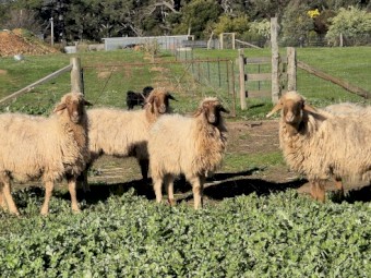 Awassi Ewes x 20