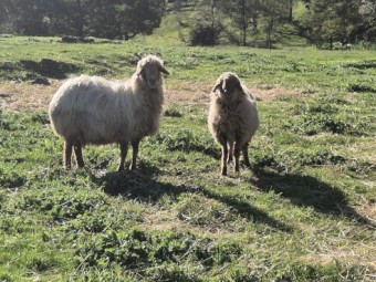Awassi Ewes x 20