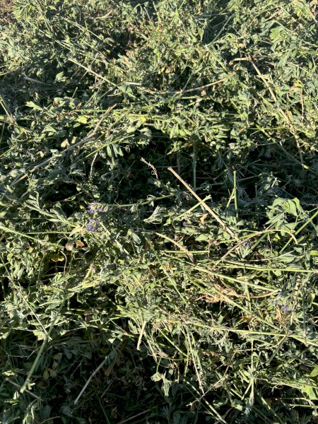 350 x Lucerne Hay Small Square Bales