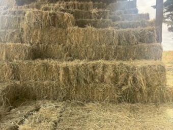 350 x Lucerne Hay Small Square Bales