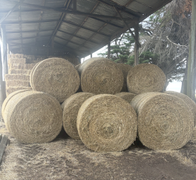 18 x Lucerne Hay 460kg Rolls