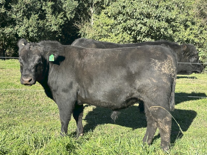 Registered and stud bulls 2yr old