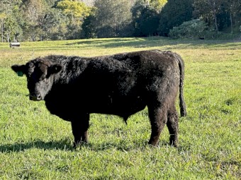 Registered and stud bulls 2yr old