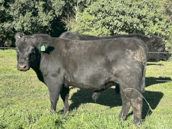 Registered and stud bulls 2yr old