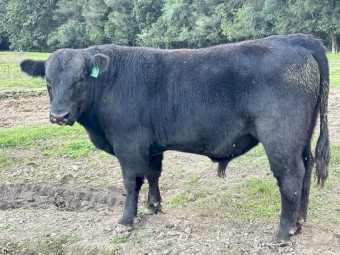 Registered and stud bulls 2yr old
