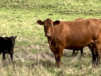 6 x Red Angus Composite Cows with Angus Calves at Foot