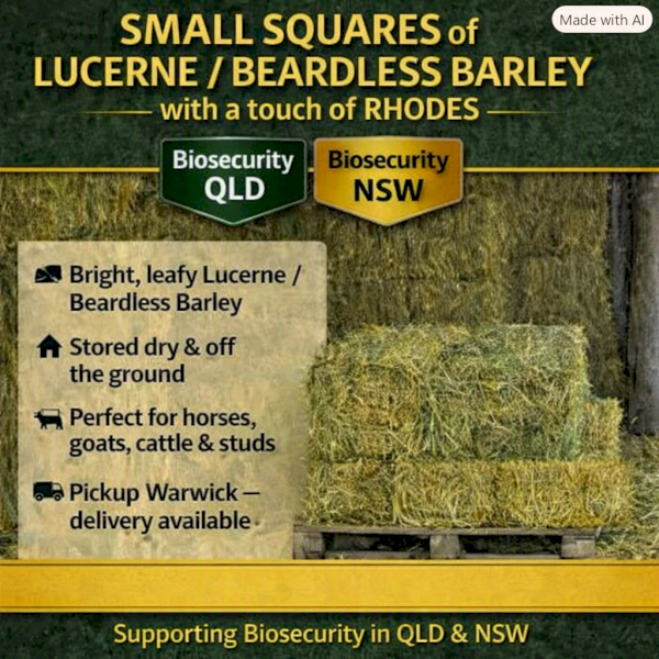 Premium 300 bales Lucerne-Beardless Barley Hay - touch of  Rhodes