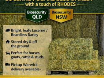 Premium 300 bales Lucerne-Beardless Barley Hay - touch of  Rhodes