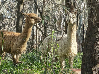 Male Alpacas Livestock Guards