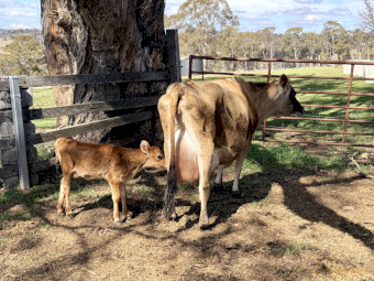 Jersey milking/house cow and Heifer Calf 