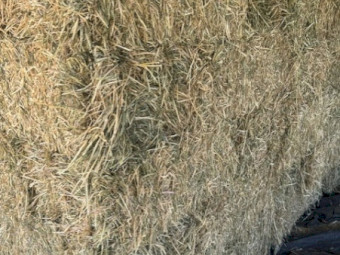 Premium 300 bales Lucerne-Beardless Barley Hay - touch of  Rhodes