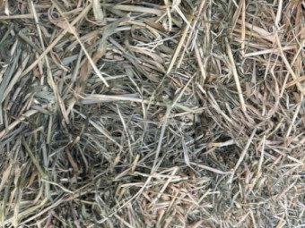 Premium 300 bales Lucerne-Beardless Barley Hay - touch of  Rhodes