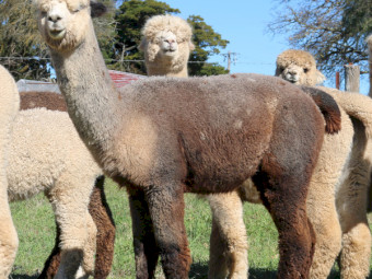 2 x Coloured Pet Alpaca Wethers (Castrated Males)