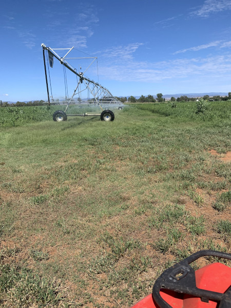 Irrigated Millet hay