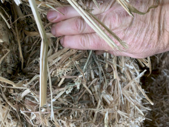 Irrigated Millet hay