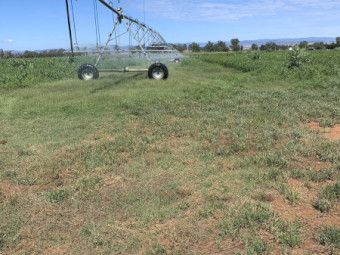 Irrigated Millet hay