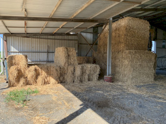 Irrigated Millet hay